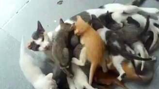 Терпения на всех не хватает! - смотреть видео (0:28)