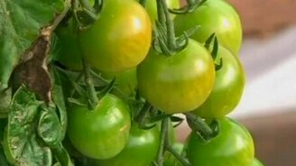 Гибрид помидора и картофеля - смотреть видео (0:57)