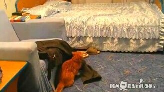 Как кот не любит Бибера - смотреть видео (0:18)