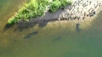 Сомы охотятся на голубей - смотреть видео (0:33)