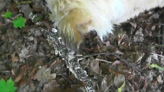 Пёс и лесная лягушка - смотреть видео (1:00)