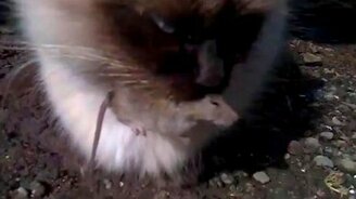 Кошка упустила добычу - смотреть видео (0:32)