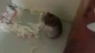 Подбил пальцем хомячка - смотреть видео (0:17)