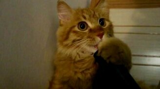Любовь кота к пылесосу - смотреть видео (0:41)