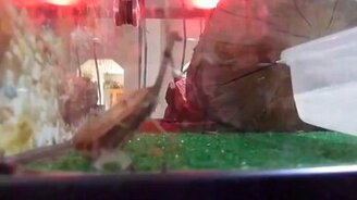 Нежданчик от ящерицы - смотреть видео (0:22)