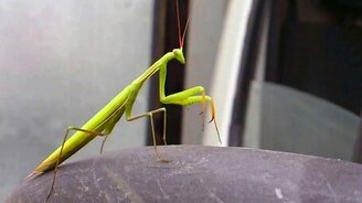 Богомол чистит лапки - смотреть видео (1:23)