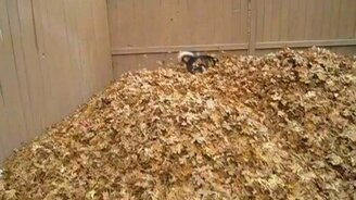 Хаски играет с осенними листьями - смотреть видео (1:45)