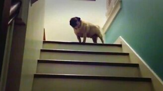 Мопс словно игрушечный - смотреть видео (0:07)