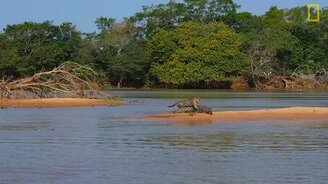 Ягуар нападает на крокодила - смотреть видео (2:01)