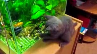 Ты - рыба моей мечты! - смотреть видео (1:33)