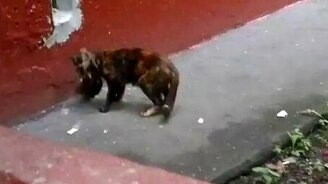 Кошка с рыбой в зубах - смотреть видео (1:53)