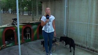 Репортёрша пришлась псу не по нраву - смотреть видео (0:19)