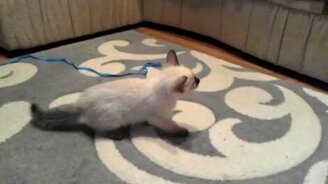 Кошка не ожидала такой подставы - смотреть видео (2:39)