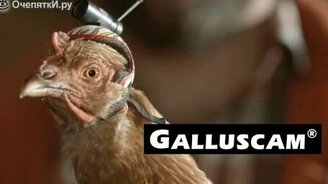 Самый лучший стабилизатор камеры - смотреть видео (2:14)