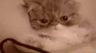 Кошачий фейспалм - смотреть видео (0:34)