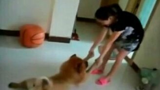 Собаки, которые не любят купаться - смотреть видео (5:00)