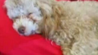 Ты чего спишь рядом со мной? - смотреть видео (0:30)