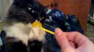 Кошка любит леденцы - смотреть видео (1:22)