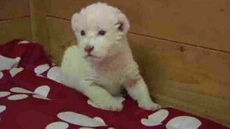 Львёнок учится рычать - смотреть видео (1:21)