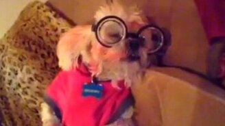 Новые вайны от безумцев - смотреть видео (2:01)