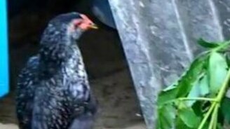 Курица-пингвин - смотреть видео (0:59)