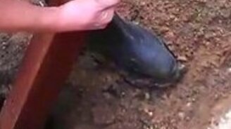 Нашли клад на рабочем месте - смотреть видео (1:41)