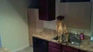 Грандиозный побег собаки из кухни - смотреть видео (0:50)