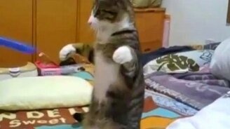 Робокот - смотреть видео (0:52)