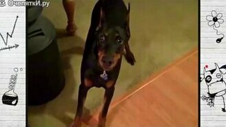 Собака собирается на дачу - смотреть видео (1:01)