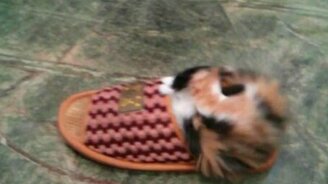 Котёнок в тапочке - смотреть видео (1:00)