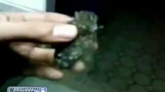 Муха моей мечты - смотреть видео (0:38)