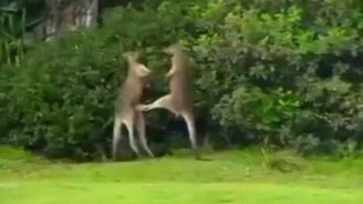 Поединок двух кенгуру - смотреть видео (1:30)