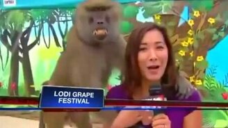 Бабуин и репортёрша - смотреть видео (0:21)