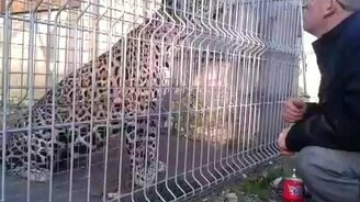 Кот - он и в Африке кот - смотреть видео (1:38)