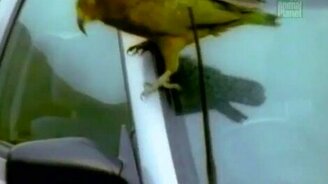 Самые вредные попугаи - смотреть видео (0:51)