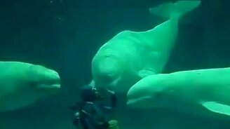 Трюк от белух - смотреть видео (0:17)