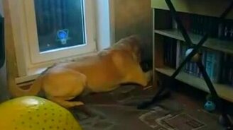 Собака-певунья играет с пищалкой - смотреть видео (1:00)