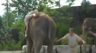 Как непросто залезть на слона - смотреть видео (0:29)