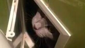 Не смотри на меня! - смотреть видео (0:17)