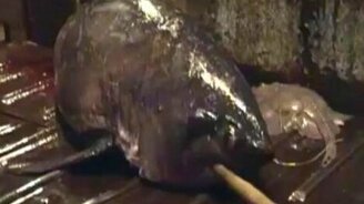 Необычная акула - смотреть видео (0:23)