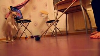 Котёнок резвится под Продиджи - смотреть видео (0:38)