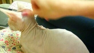 Шарпейный кот - смотреть видео (0:52)