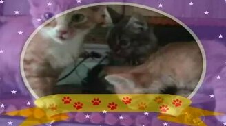 Любимые кошки - смотреть видео (6:42)