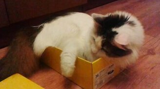 Кошка в узкой коробке - смотреть видео (0:59)