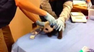 А вы слышали, как кричит панда? - смотреть видео (0:20)