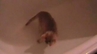 Котёнок играет в ванной - смотреть видео (2:32)