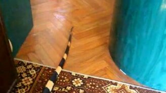 Отгадаете по хвосту? - смотреть видео (0:08)