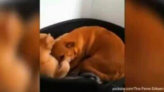 Что, если кошка заняла собачье место!? - смотреть видео (1:59)