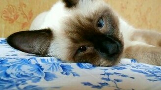 Кот-зомби - смотреть видео (0:30)