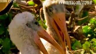 Пеликаны ржут над тобой - смотреть видео (0:09)